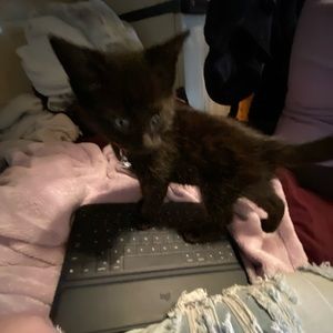 Meet your Posher, Kayla